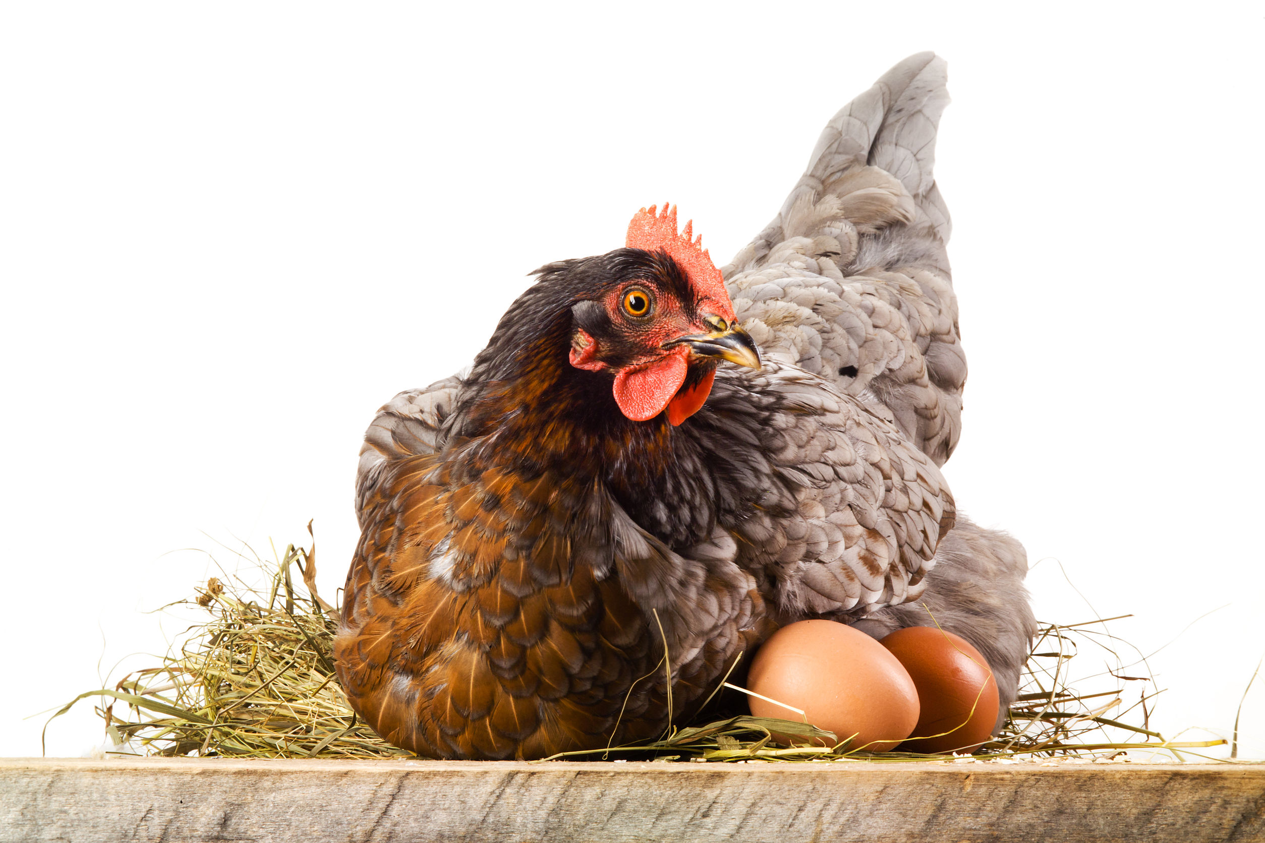 Курица на яйцах сидит для вывода